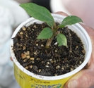 Plumeria seedling