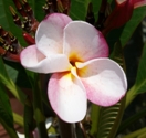 Plumeria from seed