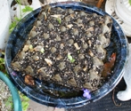 Plumeria seeds growing