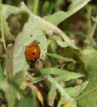 Lady bug on weed