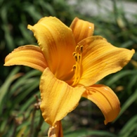 Yellow day lilly