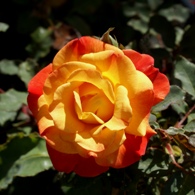 Yellow orange rose
