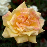 Yellow pink rose