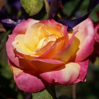 Pinky yellow rose
