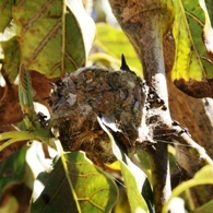 Hummingbird nesting